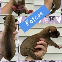 Roscoe - Fawn male Great Dane puppy in Wellsville, New York from Prophecy Danes