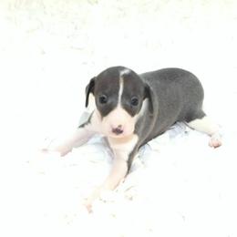 Gia Male 2 - Blue male Italian Greyhound puppy in Sparta Tn And Caryville Fl, Tennessee from Summerwind Kennel