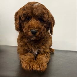 Green collar boy - Red  male Poodle puppy in Henefer, Utah from Mountain Valley Poodles