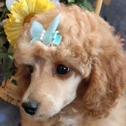 Poodle Puppies from Mystic Woods Poodles Moyen size is our passion.