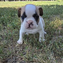 Nemo - White and fawn male French Bulldog puppy in Yellowstone County, Montana from JNS Frenchies