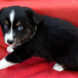 Female 3 - Black tri female Toy Australian Shepherd puppy in Randleman, North Carolina from Deep River Aussies and Dachshunds