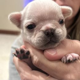Small cream - Cream female French Bulldog puppy in Colbert, Washington from Casey Sparber's French Bulldogs