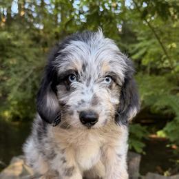 Aussiedoodle, Bordoodle, Goldendoodle, and Poodle Puppies from Korbella Farm
