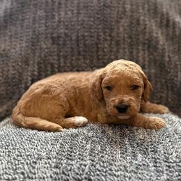 Benny - Apricot male Goldendoodle puppy in Fayetteville, Arkansas from Mountain Grove Doodles