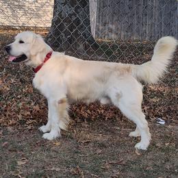 Golden Retriever puppies from High Road Golden Retrievers