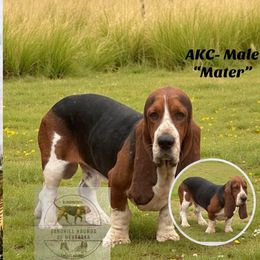 Mater - Black brown and white male Basset Hound puppy in Inman, Nebraska from Sandhill Hounds of Nebraska