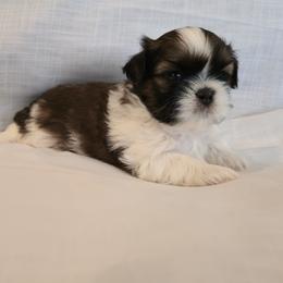 Dice - Brindle and white male Shih Tzu puppy in Providence, Rhode Island from All4Paws