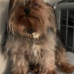 Yorkshire Terrier Puppies from Missy Lu Lap Puppies