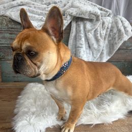 Maui - French Bulldog