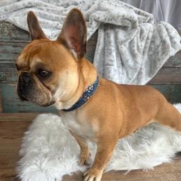 Maui - French Bulldog