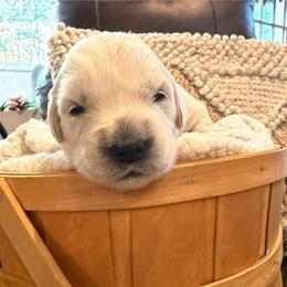 Girl 3 - Light golden female Golden Retriever puppy in Oconto, Wisconsin from Abbie's Golden Retrievers