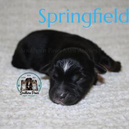 Springfield - Black tri-color male Australian Shepherd puppy in Crockett, Texas from Southern Paws Mini Aussies