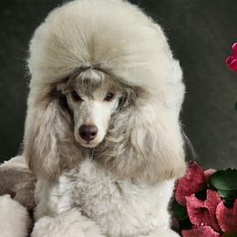 Poodles from Enrose Poodles