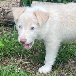 Brown Collar - White and gold male Border Collie puppy in Gadsden, Alabama from Collie Wood Hills