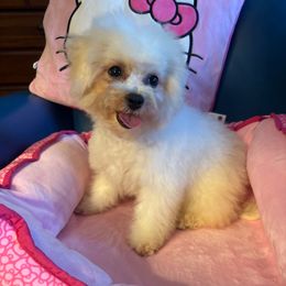 Pinky - White female Bichon Frise puppy in Chatham, Illinois from Whitecreek