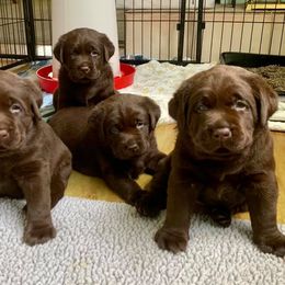 Labrador Retriever Puppies from Sampson Labrador Retrievers