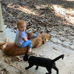 Golden Retriever All Grown Up from Golden Acres LLC