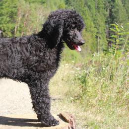 Bluetick Coonhound and Poodle Puppies from Dejah Bleu Kennels