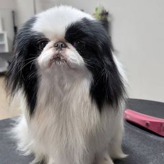 Japanese Chins from Windhaven Japanese Chin