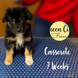 Casserole (green) - Black tri-color male Australian Shepherd puppy in Falmouth, Kentucky from Queen City Farm