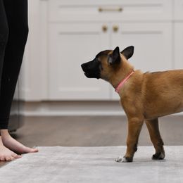 Prim - Fawn Belgian Malinois puppy in Dade City, Florida from Vom Chircop Malinois