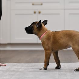 Prim - Fawn Belgian Malinois puppy in Dade City, Florida from Vom Chircop Malinois