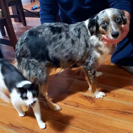 Miniature Australian Shepherds from Outback Kennel