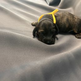Comet - Brindle male Dachshund puppy in Fenton, Michigan from Always darling dachshunds