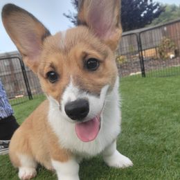Pembroke Welsh Corgi Puppies from Point Conception Corgis