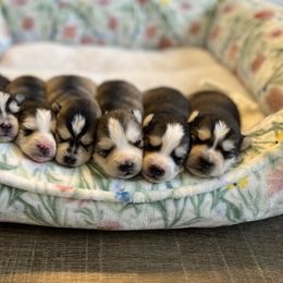 Pomsky Puppies from Goodness Gracious Pomskies