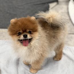Wicket - Orange sable male Pomeranian puppy in Newport Beach, California from Exotic City Pomeranians and chihuahuas