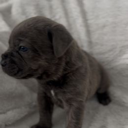 Boy 2 - Gray brindle male Cane Corso puppy in Tremonton, Utah from Westland Kennels