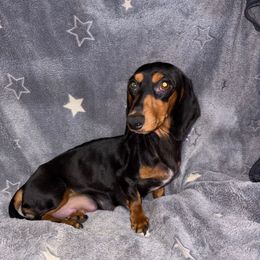 Baby - Dachshund