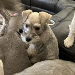 Miniature Schnauzer Puppies from S & S Miniature Schnauzer