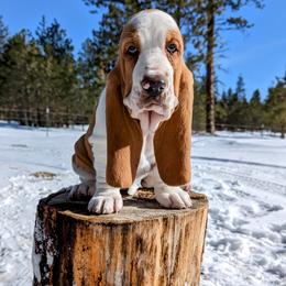 Basset Hound Puppies from BeautyBea's Flathead Lake Bassets
