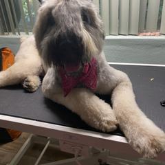 Bouvier des Flandres Puppies from Desert Diamonds Bouviers