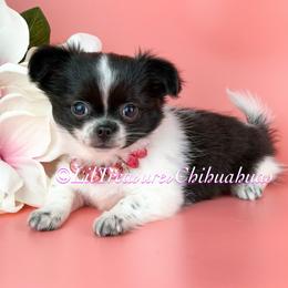 Shimmer - Black and white female Chihuahua puppy in Anderson, South Carolina from Lil Treasures Chihuahuas