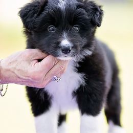 Kinder - Border Collie puppy from Kensington Border Collies