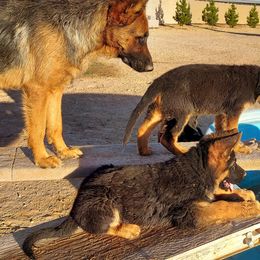 German Shepherd Puppies from Minerd Ranch