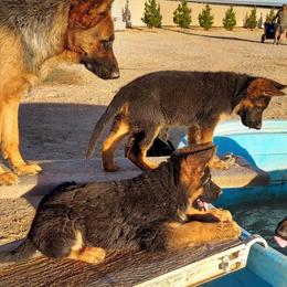 German Shepherd Puppies from Minerd Ranch