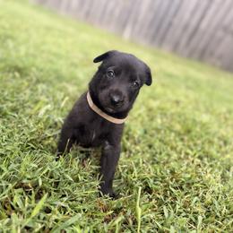 Salem - Brindle female Belgian Malinois puppy in Belton, Missouri from Regan Wright