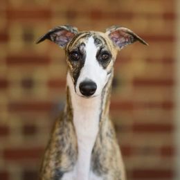 Jade - Whippet