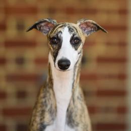 Jade - Whippet