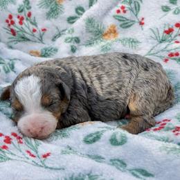 Poppy - Tri-color female Bernedoodle puppy in Townville, South Carolina from Copper Creek Bernedoodles