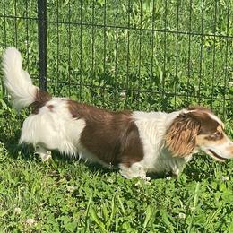 Butters - Piebald male Dachshund puppy in Lincoln, Arkansas from Red Dirt Dachshunds