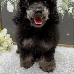 Ollie - Phantom male Poodle puppy in West Plains, Missouri from The Royal Kennel