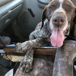Chuck - German Shorthaired Pointer