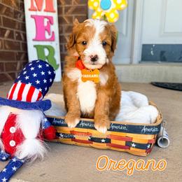Oregano - Red  male Goldendoodle puppy in West Haven, Utah from Split Mountain Doodles