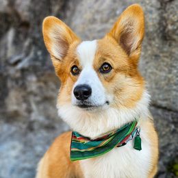 American Corgis and Pembroke Welsh Corgis from America's Red White and Bluie Corgis